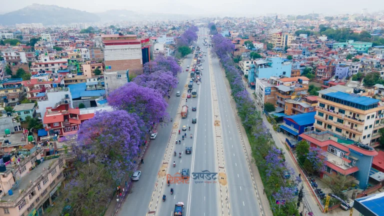 ललितपुरलाई प्रेम र उत्सवको रंगमा रंगाउने ज्याकारान्डा