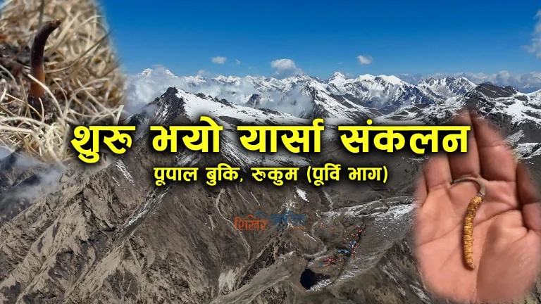 रुकुम पूर्वको पूपाल बुकिमा यार्षा टिप्न शुरु (तस्बिरहरु)